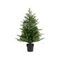Grandis Mini Tree/Pot 23.6" Green