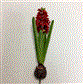 Fresh Cut Hyacinth 17" Red