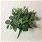 Fittonia Bush 15" Green