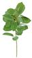 Aucuba Leaf Pick 16" Green