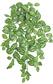 Pilea Leaf Bush/Vine Green
