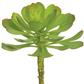 Soft Aeonium Pick 6" Green/ Gray