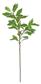 Ficus Leaf Branch 29" Green/White
