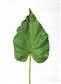 Arrowhead Leaf St. 30" Gr