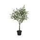 Olive Tree in Pot 35.5"