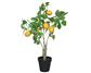 Lemon Tree in Pot 20"