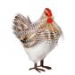Striped Feather Hen 10.5" Grey Wht.
