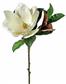 Magnolia Blossom Stem 33" White